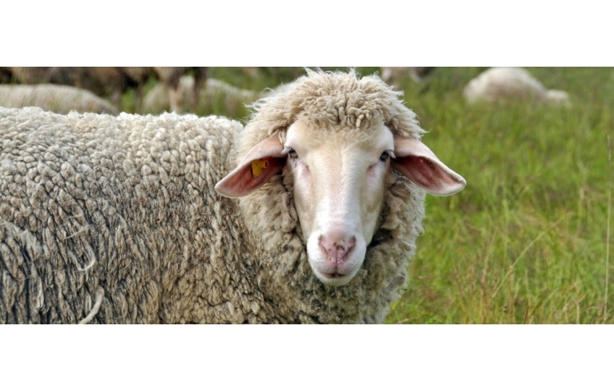 DernekWeb Kurban Bayramı Mesajı